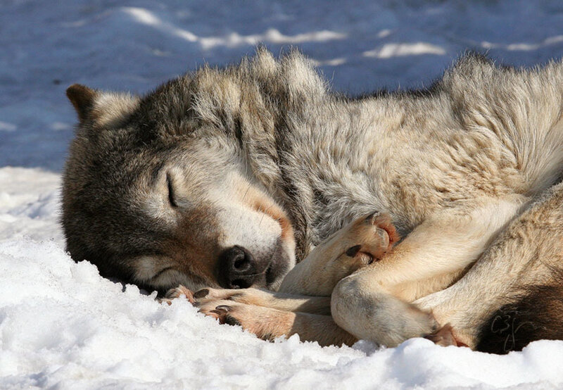Sleeping Wolf in Snow — White, Peaceful, Winter