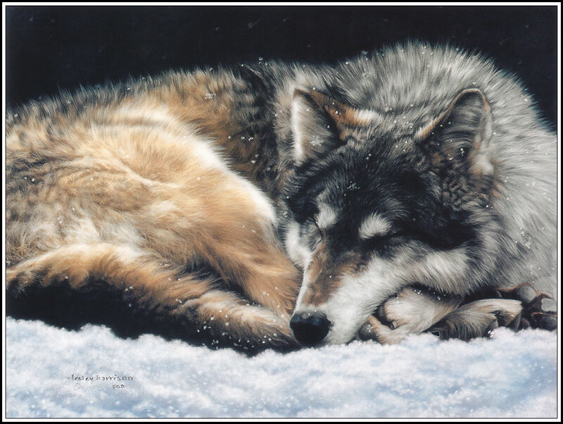 Sleeping Wolf in Snow — White, Serene