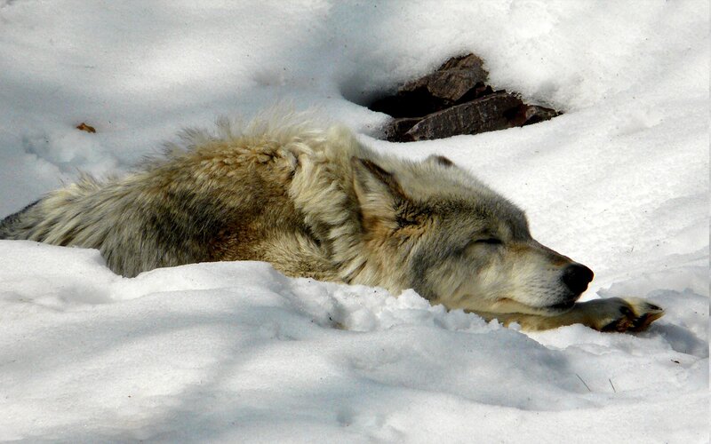 Sleeping Wolf in Snow — White, Serene, Winter, Photograph, Rock