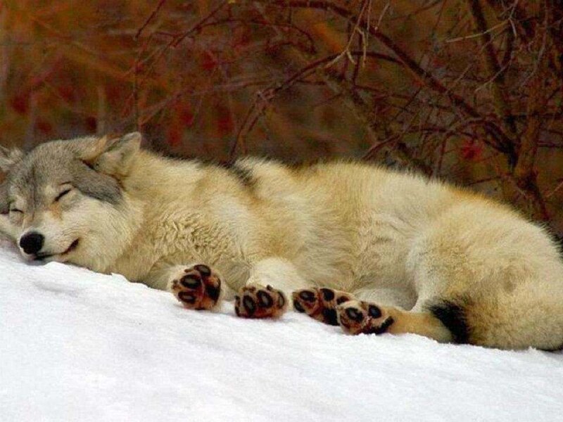 Sleeping Wolf in Snow — White, Serene, Winter, Photograph