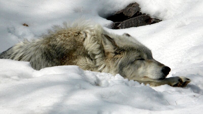 Sleeping Wolf in Snow — White, Serene, Winter