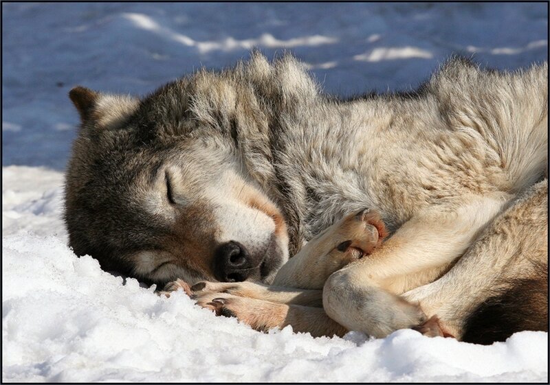 Sleeping Wolf in Snow — White