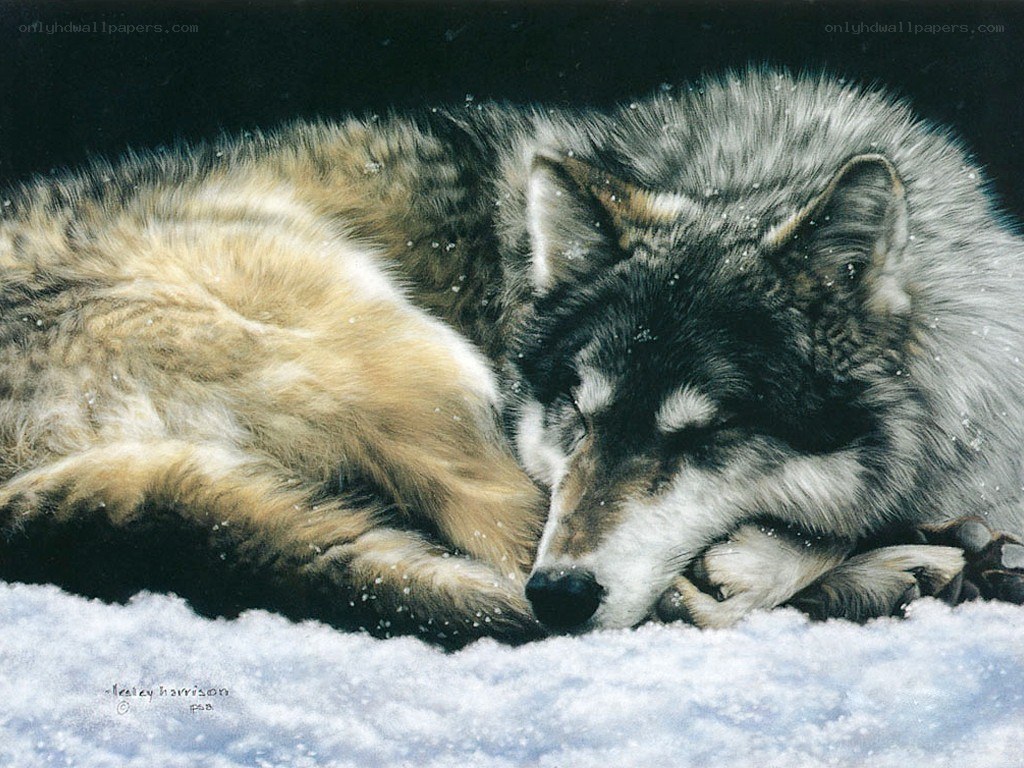 Sleeping wolf in snow