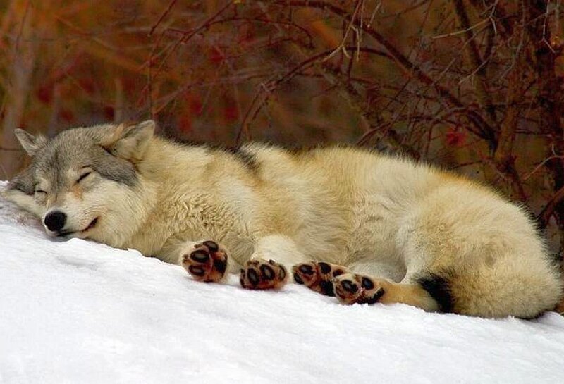 Sleeping wolf in the snow