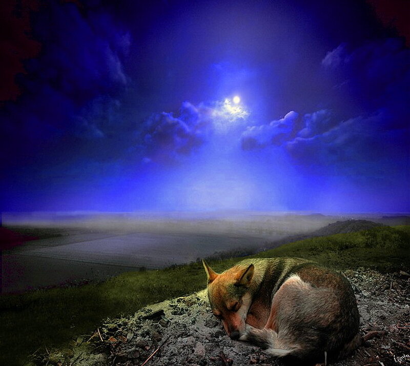 Sleeping Wolf on Hill