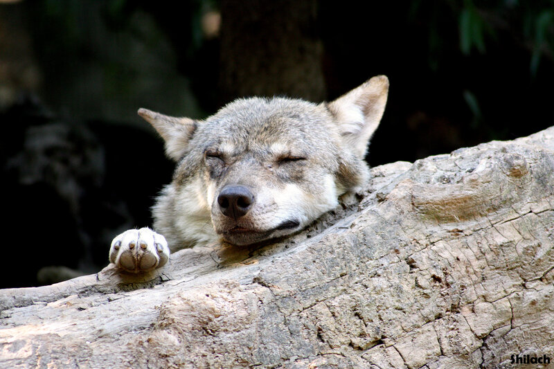 Sleeping Wolf on Log — Gray
