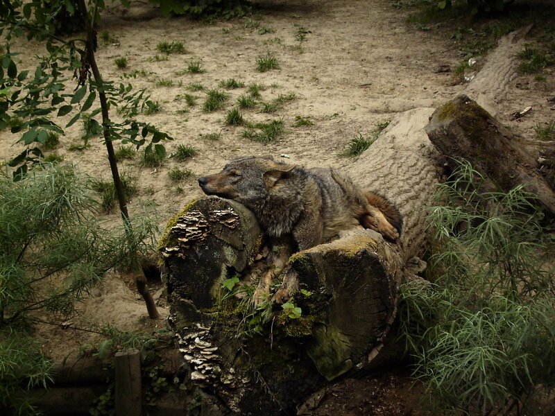 Sleeping Wolf on Log