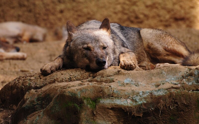 Sleeping Wolf on Rock — Brown, Calm