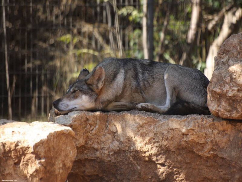 Sleeping Wolf on Rock
