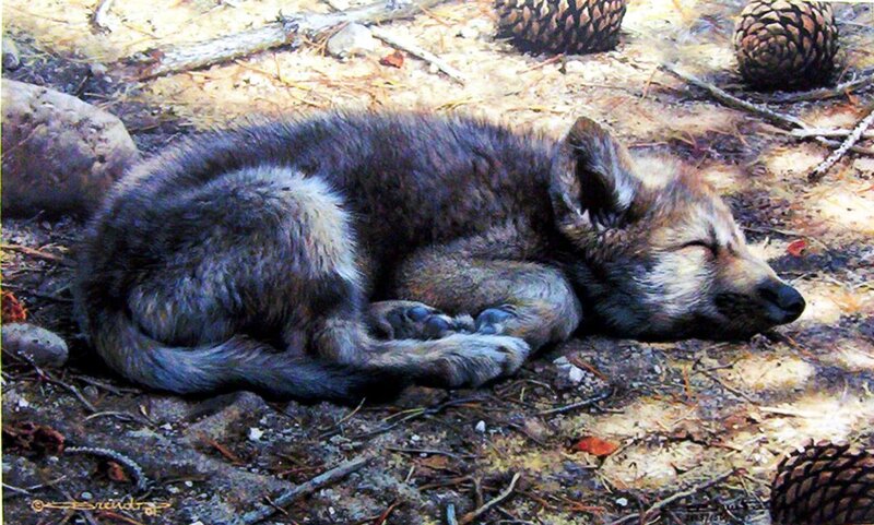 Sleeping Wolf Pup — Brown