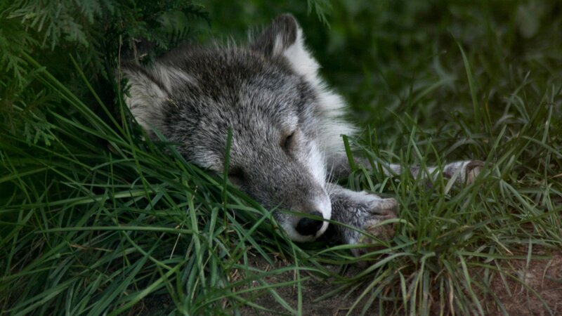Sleeping Wolf Pup — Green