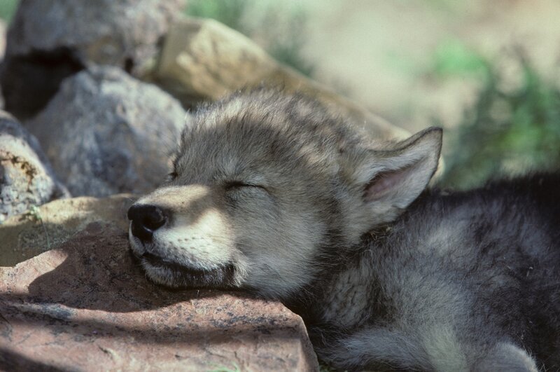 Sleeping Wolf Pup