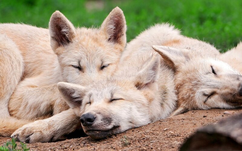 Sleeping wolf pups