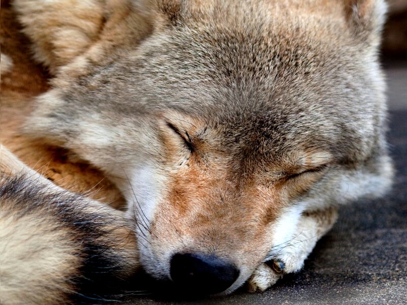 Sleeping Wolf