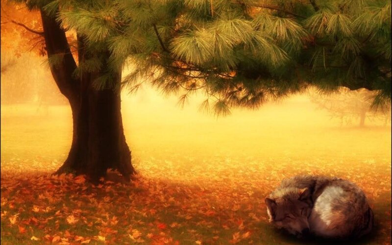 Sleeping Wolf under Tree