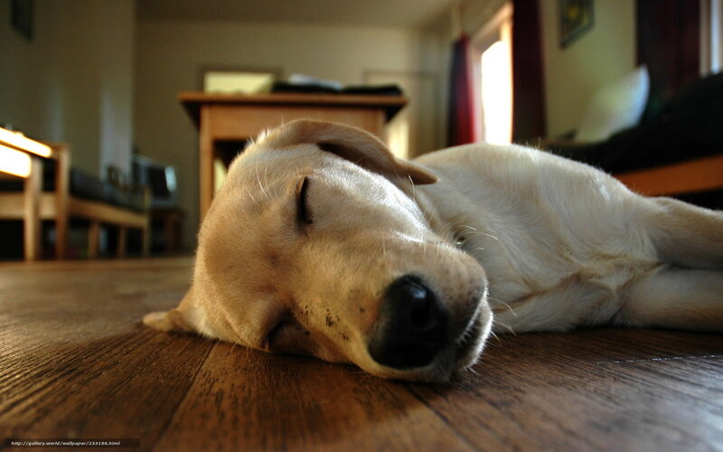 Sleeping Yellow Lab — Brown