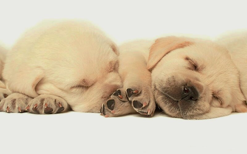 Sleeping Yellow Lab Puppies