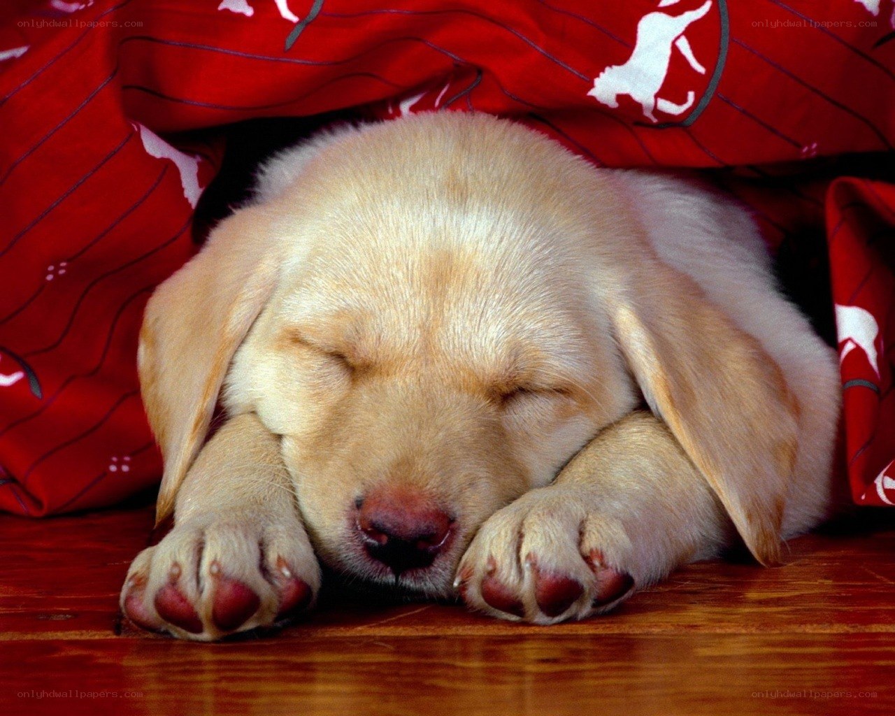 Sleeping yellow lab puppy