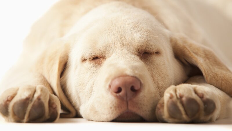 sleeping yellow lab puppy