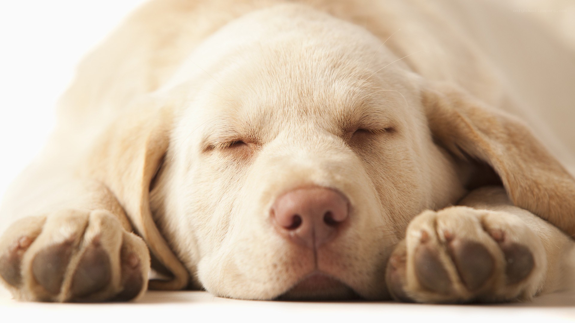 sleeping yellow lab puppy