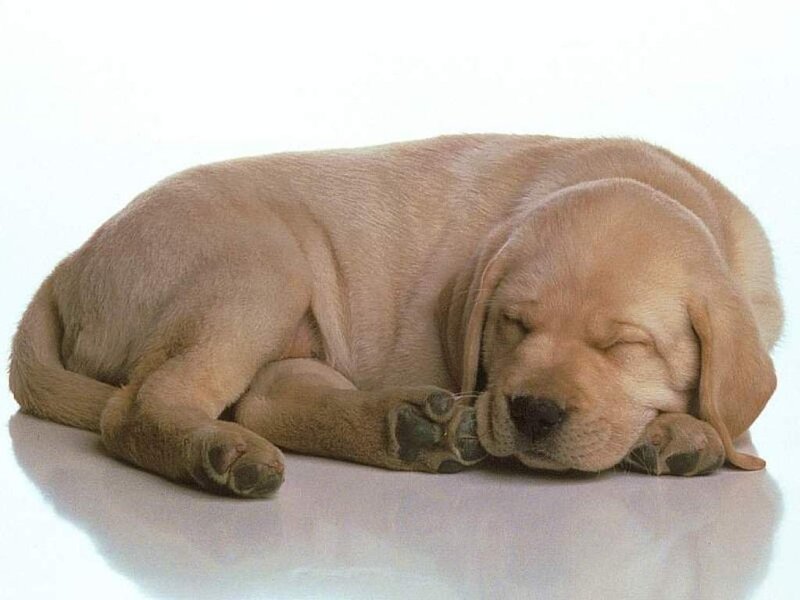 sleeping yellow lab puppy