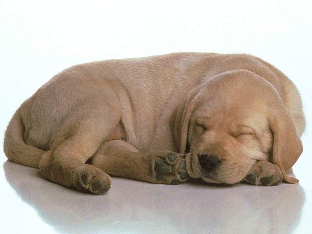 sleeping yellow lab puppy