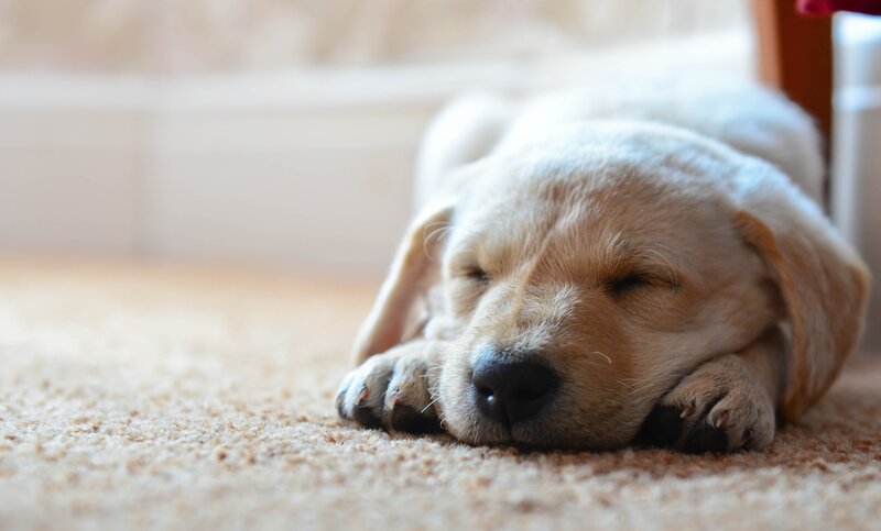 Sleeping Yellow Lab Puppy — Beige, Peaceful