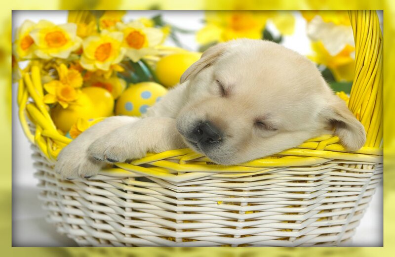 Sleeping Yellow Lab Puppy — Peaceful, Spring, Photograph