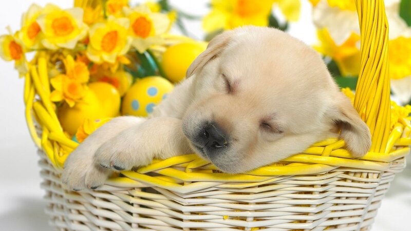 Sleeping Yellow Lab Puppy — Peaceful, Spring