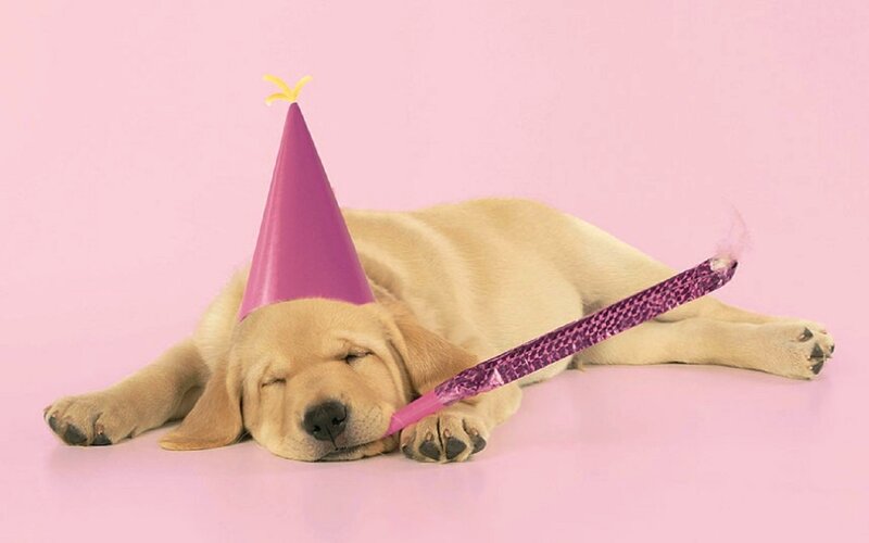 Sleeping Yellow Lab Puppy — Pink