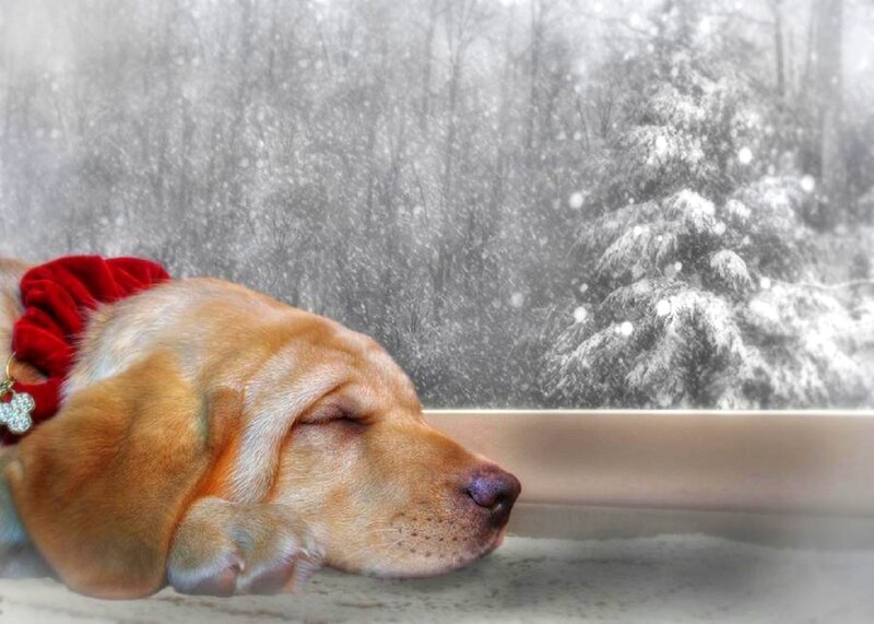 Sleeping Yellow Lab