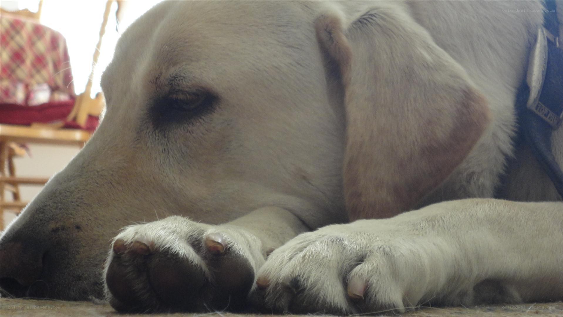 sleeping yellow labrador