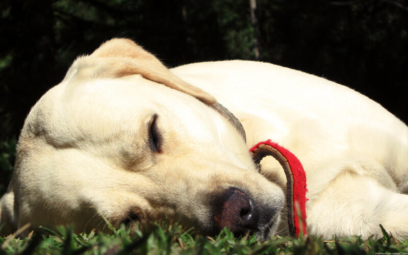 sleeping yellow labrador