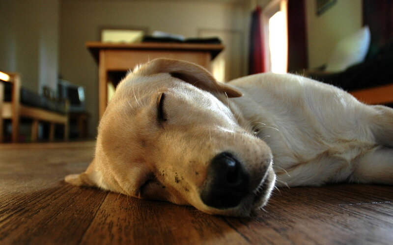 Sleeping Yellow Labrador — Brown