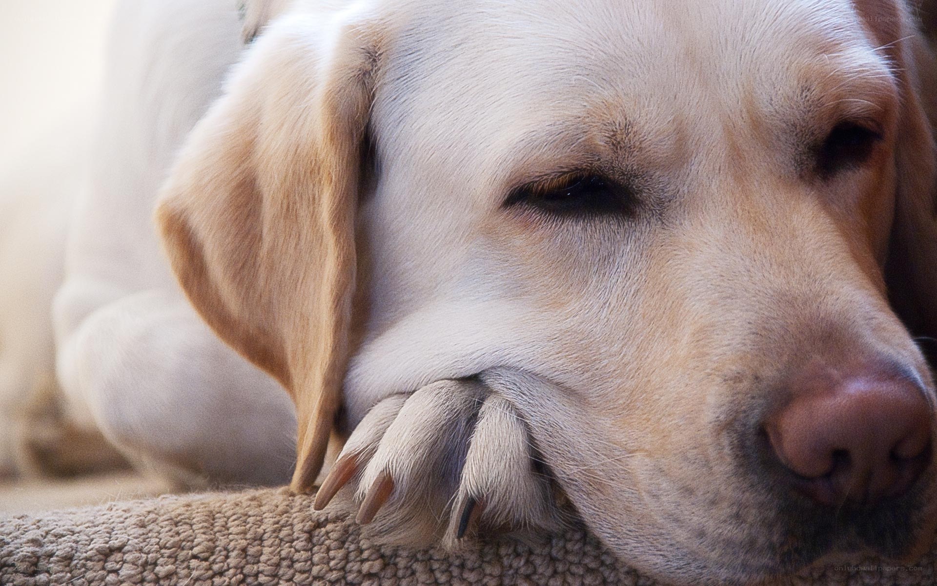 sleeping yellow labrador