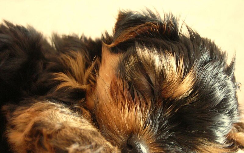 Sleeping Yorkie Puppy