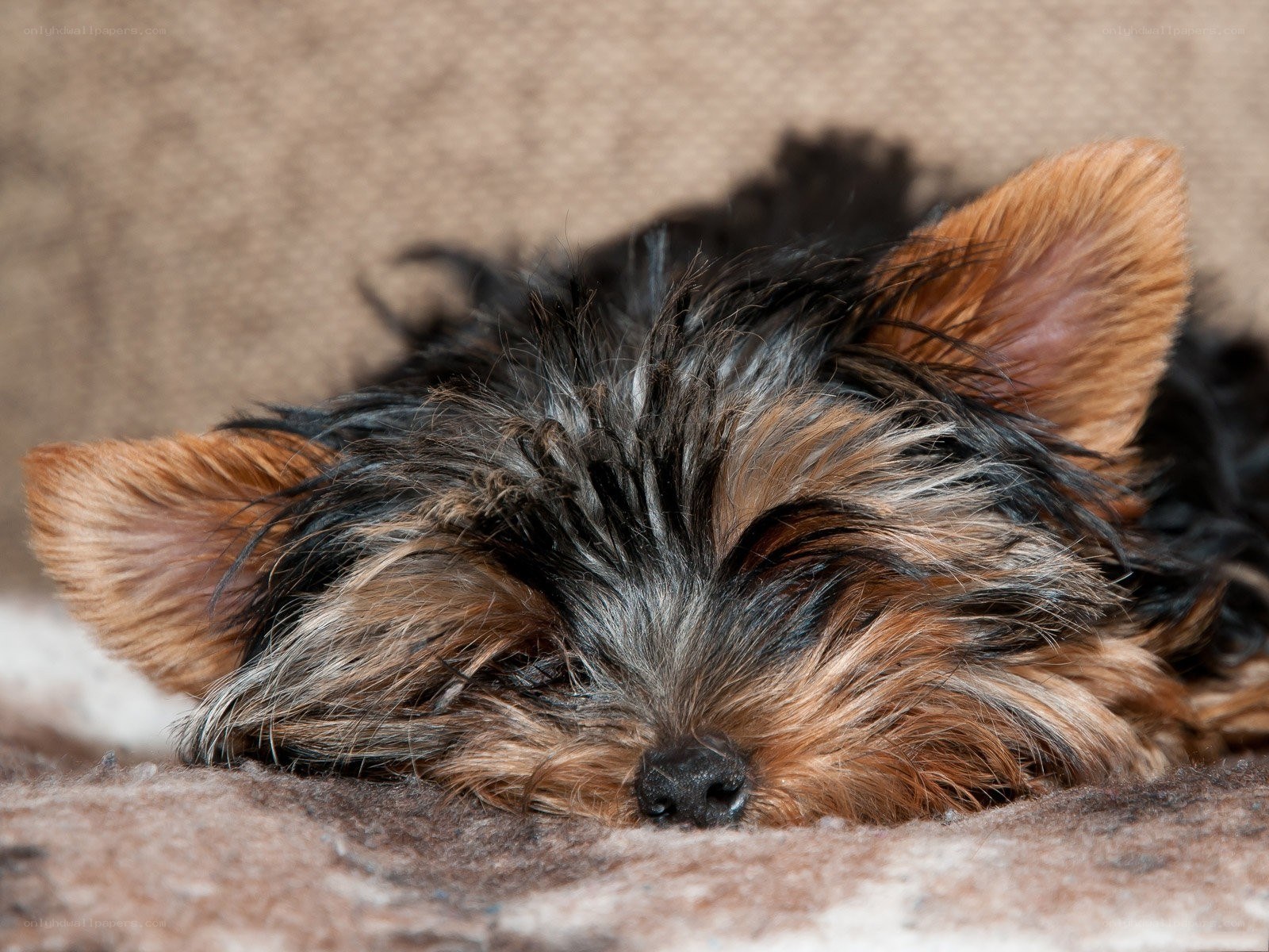 Sleeping Yorkshire Terrier