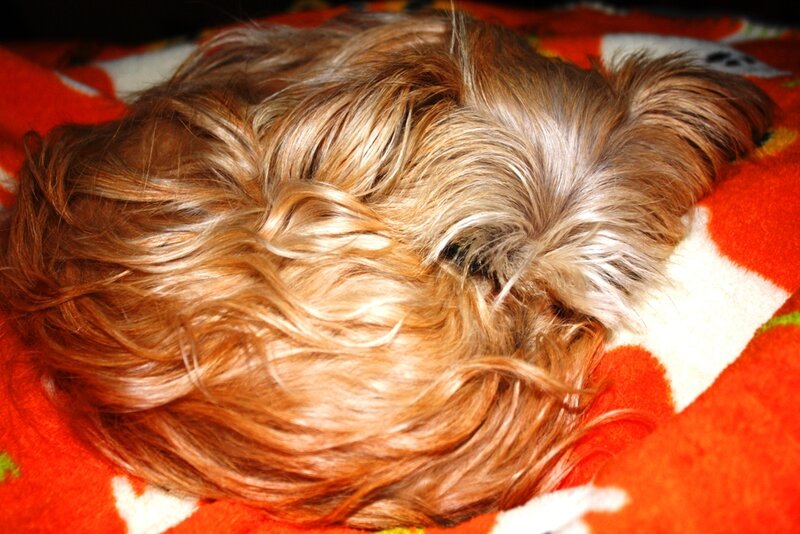 Sleeping Yorkshire Terrier — Orange