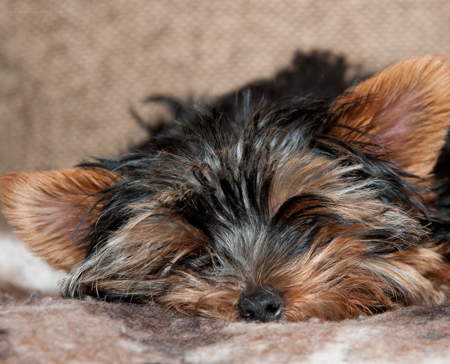 sleeping yorkshire terrier