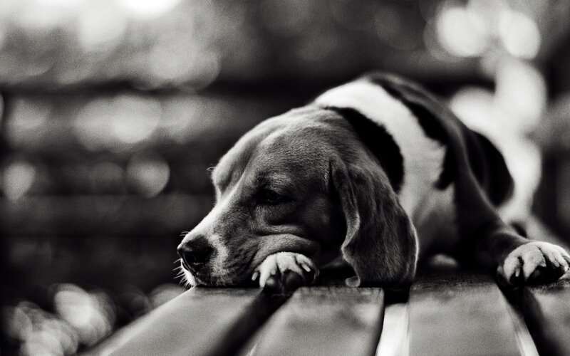 sleepy beagle on bench