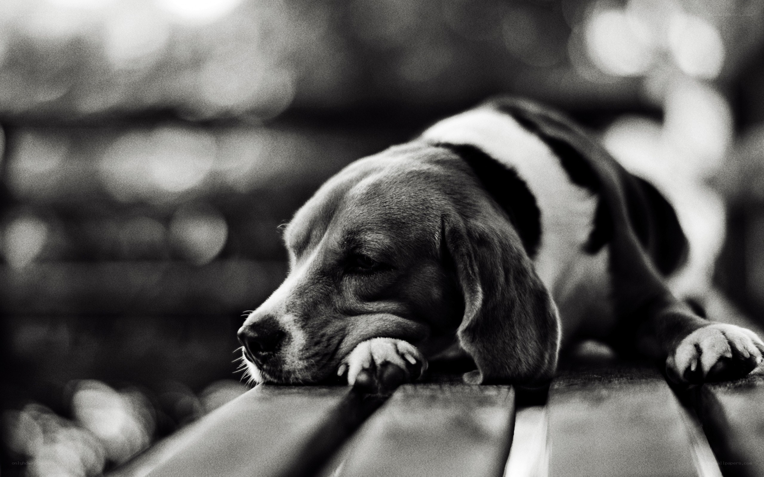 sleepy beagle on bench