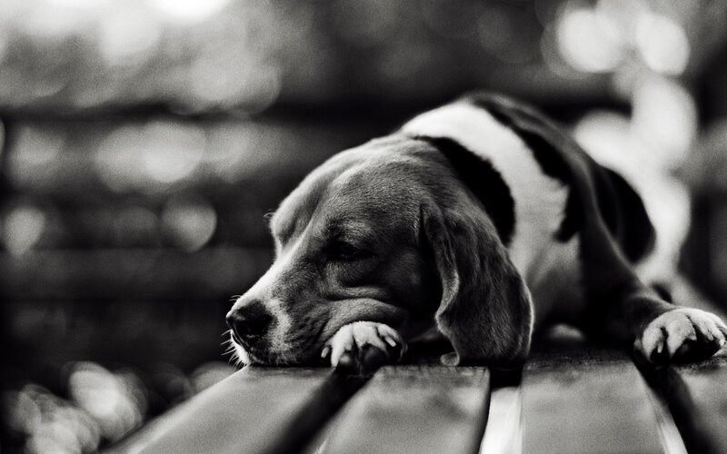 sleepy beagle on bench