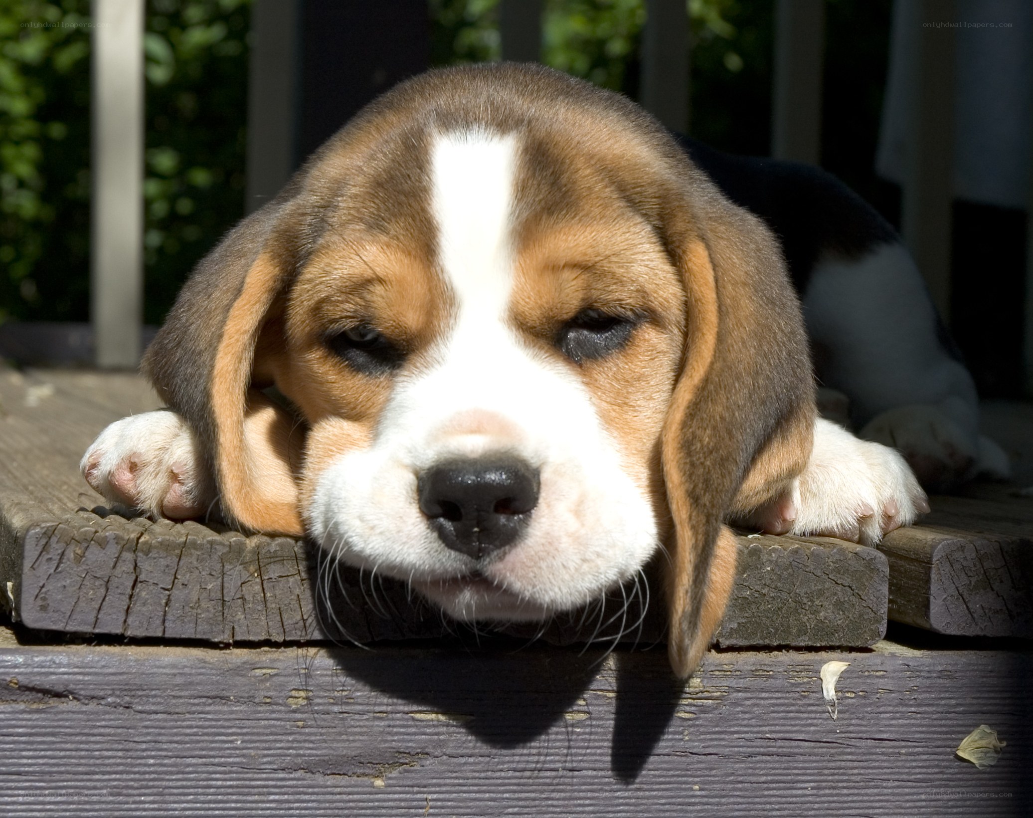 sleepy beagle puppy