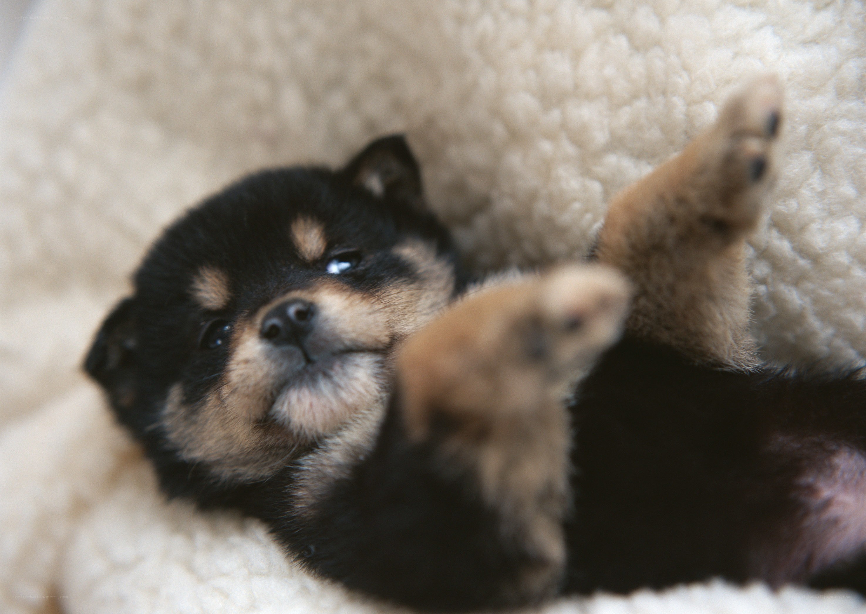 Sleepy black and tan puppy