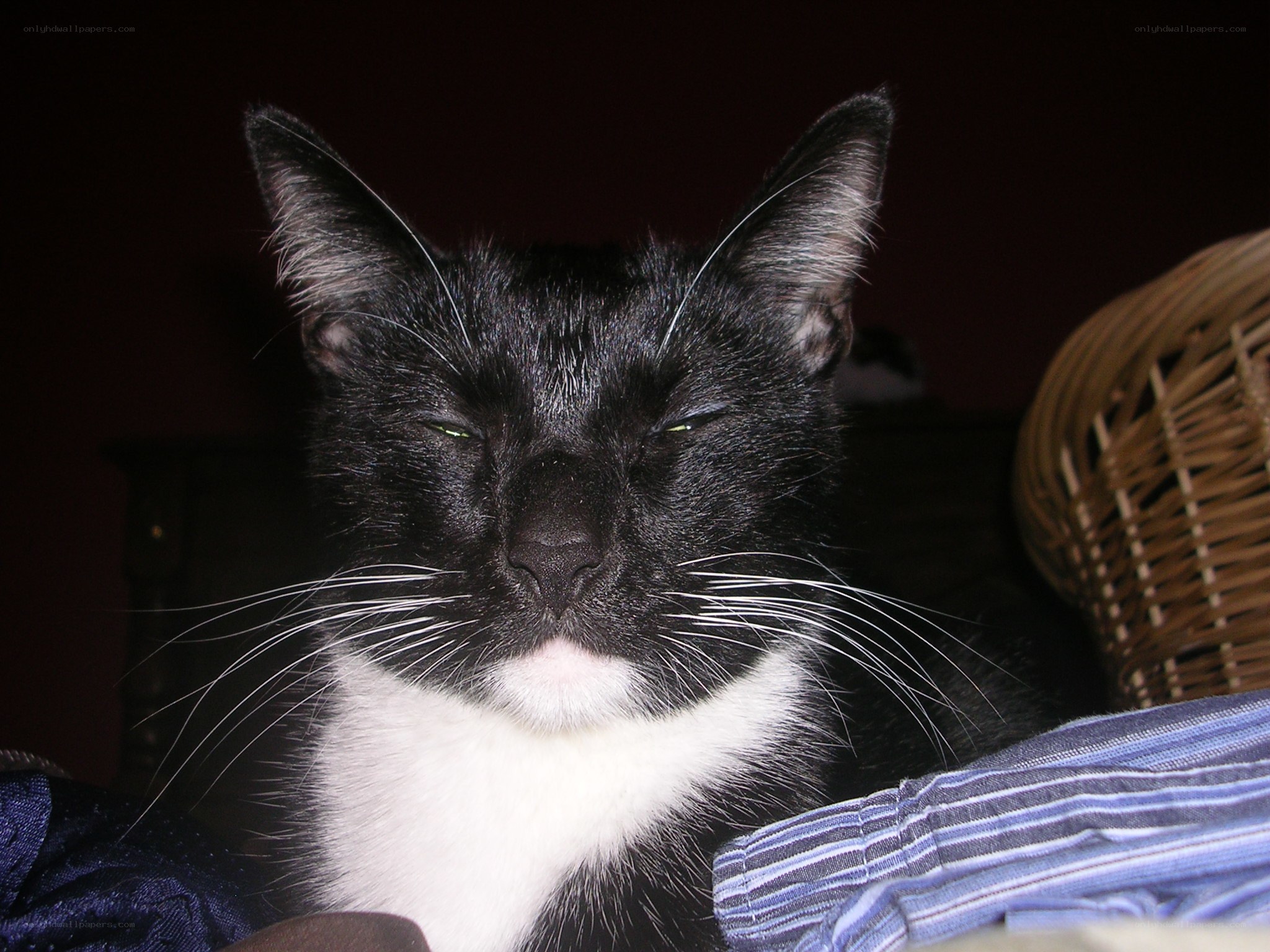sleepy black and white cat
