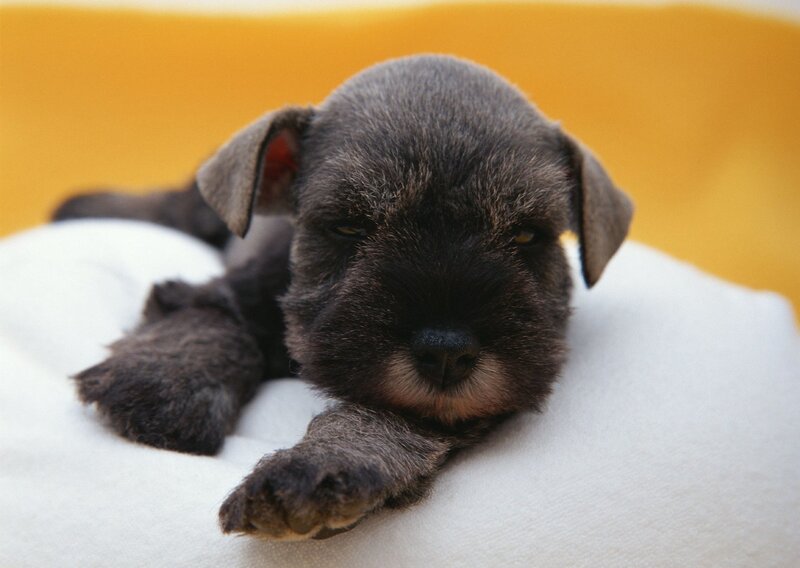 sleepy black puppy on white blanket