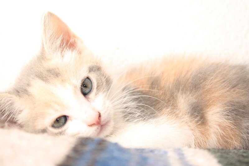 sleepy calico kitten