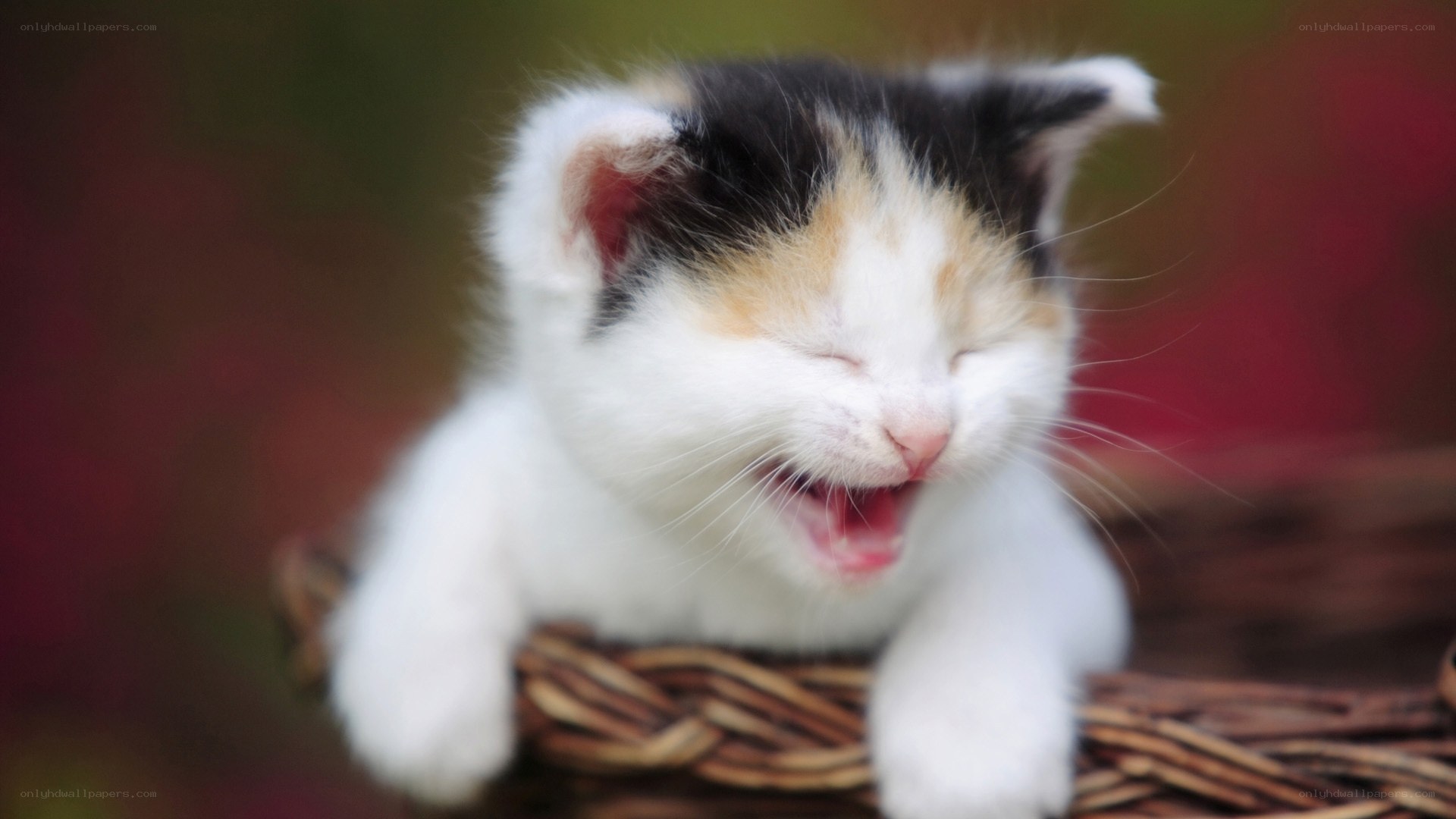 Sleepy calico kitten yawning