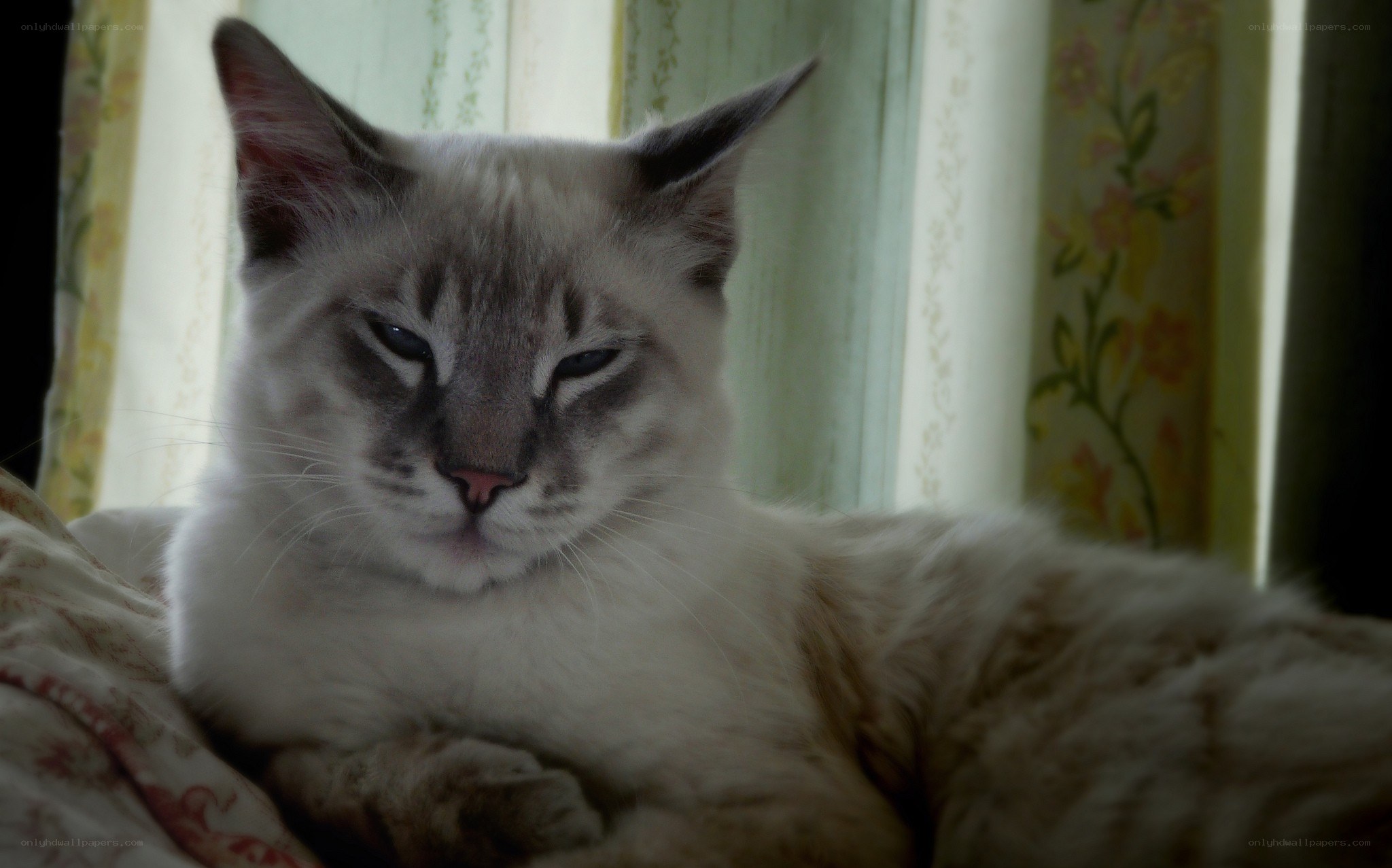 sleepy cat on a blanket