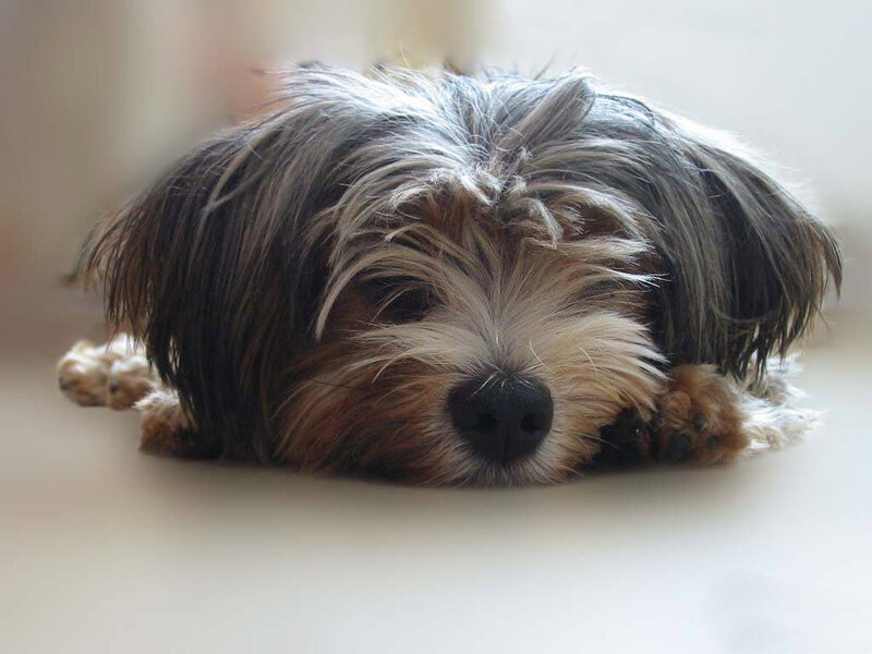 sleepy dog resting on floor